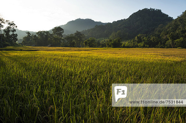 Reisfelder  Pang Mapha oder Soppong Umgebung  Mae Hong Son Provinz  Nordthailand  Thailand  Asien