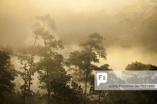 Dschungel im Nebel  Sonnenaufgang  Pang Mapha oder Soppong Umgebung  Mae Hong Son Provinz  Nordthailand  Thailand  Asien