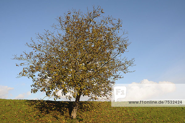 Kirschbaum (Prunus sp.) am Deich im Herbst  Borstel  Altes Land  Niedersachsen  Deutschland  Europa