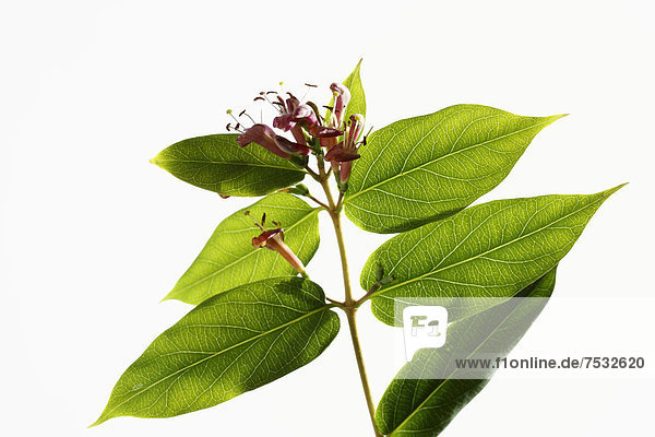 Geißblatt (Lonicera)  Blüte