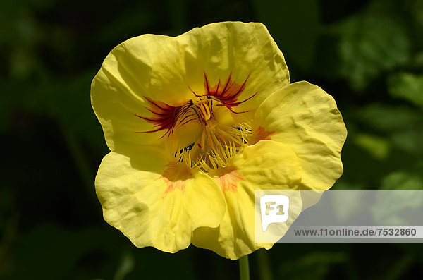 Große Kapuzinerkresse (Tropaeolum majus)  gelbe Blüte  Moriani  Korsika  Frankreich  Europa