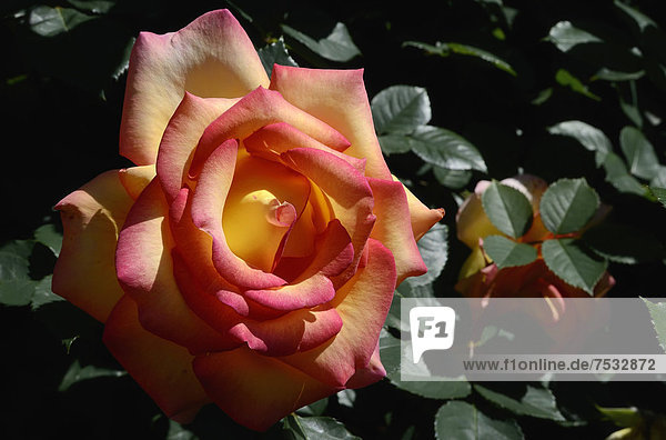 Rosenblüte (Rosa spec.)  Moriani  Korsika  Frankreich  Europa