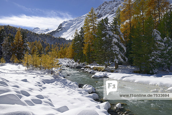 Herbstlich verfärbter Lärchenwald (Larix) im frisch verschneiten Val Roseg  Pontresina  Graubünden  Engadin  Schweiz  Europa