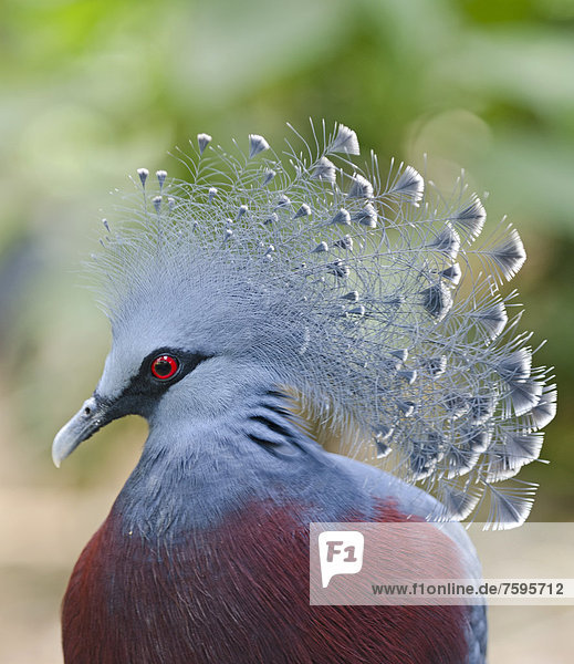 Victoria Crowned Pigeon (Goura victoria)  New Guinea