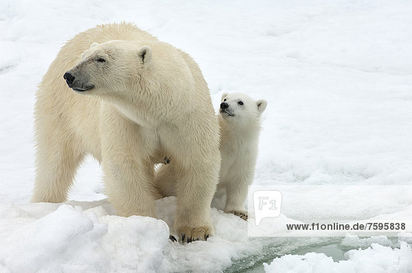 Eisbär oder Polarbär (Ursus maritimus) Weibchen mit Jungtier  Spitzbergen-Archipel  Svalbard  Barentssee  Norwegen  Europa