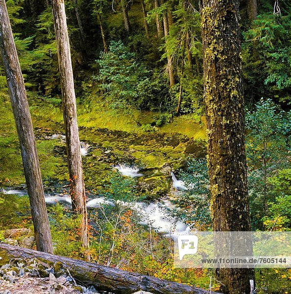 Vereinigte Staaten von Amerika  USA  Wald  Landschaftlich schön  landschaftlich reizvoll  Bach  Entdeckung  Zimmer  Oregon