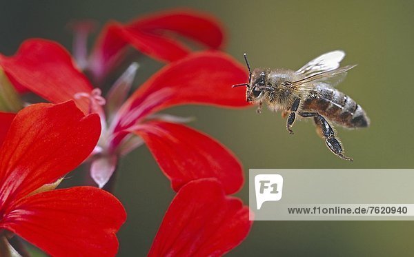 Honigbiene (Apis mellifera) im Flug