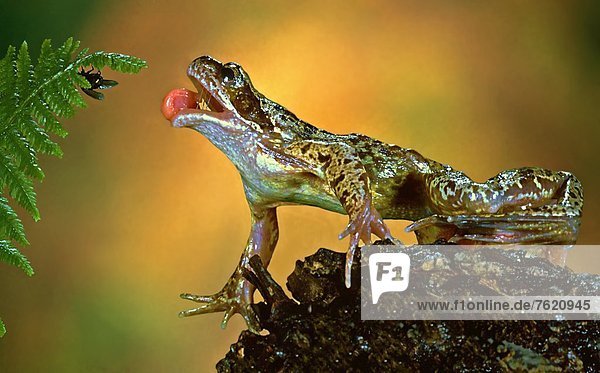 Teichfrosch (Rana lessonae) fängt eine Fliege