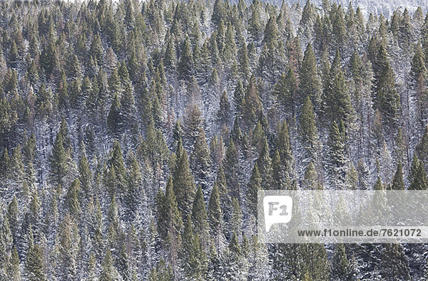 Luftaufnahme von verschneiten Bäumen am Berghang