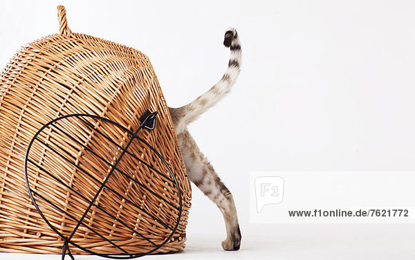 Cat climbing into wicker basket