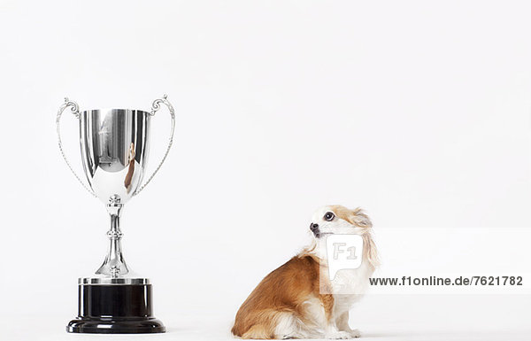 Dog looking at trophy