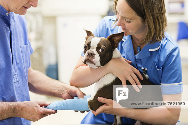 Veterinarians bandaging dog's leg in vet's surgery
