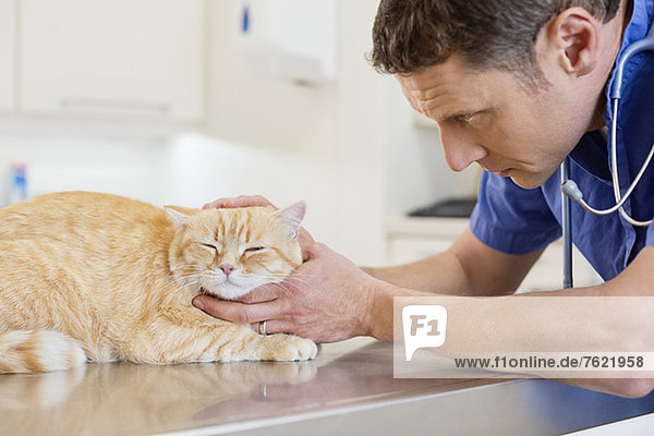 Tierarzt untersucht Katze in der Tierarztpraxis