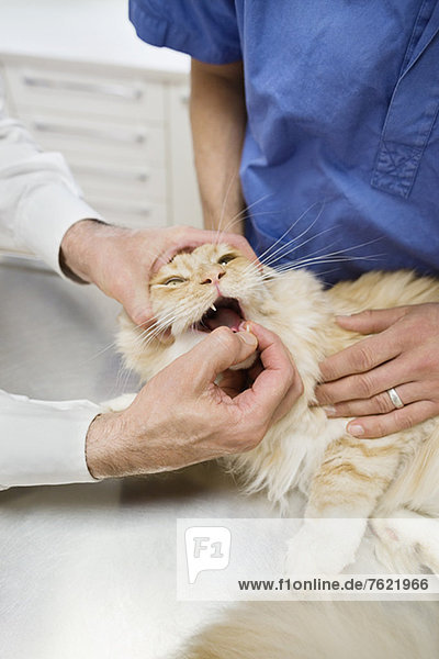 Tierarzt und Besitzer untersucht Katze in der Tierarztpraxis