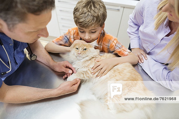 Tierarzt und Besitzer untersuchen Katze in der Tierarztpraxis