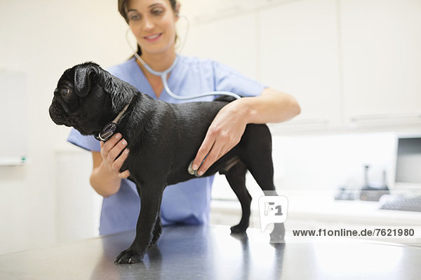 Tierärztlicher Untersuchungshund in der Tierarztpraxis