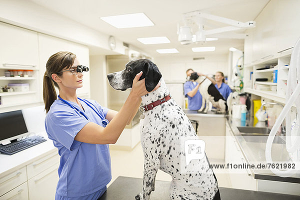 Tierarzt bei der Untersuchung von Hundeohren in der Tierarztpraxis
