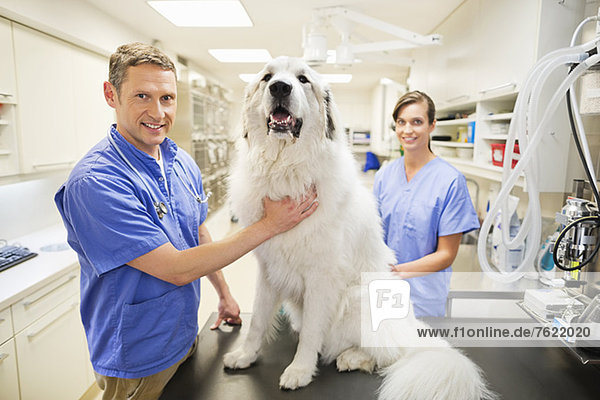Tierarzt untersuchender Hund in der Tierarztpraxis