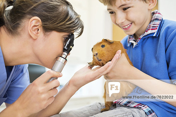 Junge mit Meerschweinchen bei Tierarztuntersuchung