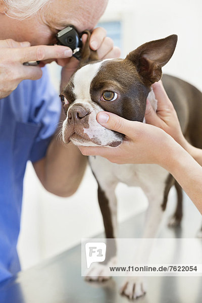 Veterinarian examining dog in vet's surgery