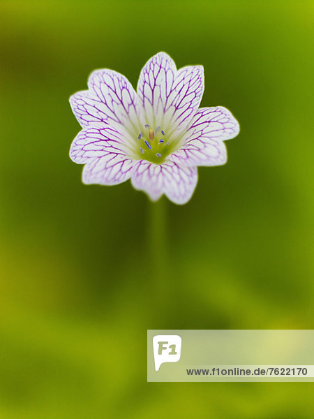 Close up of geranium flower