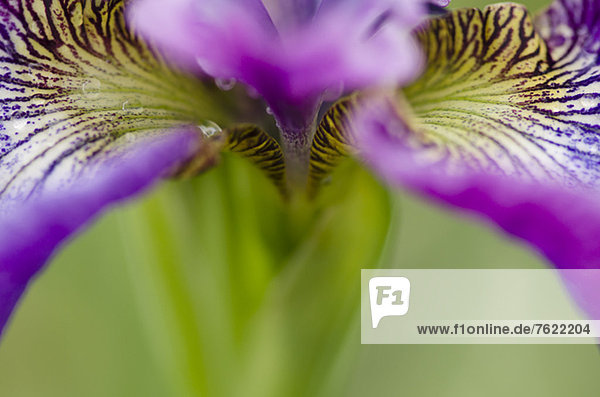 Nahaufnahme der Irisblume