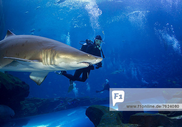 Sand tiger shark and diver