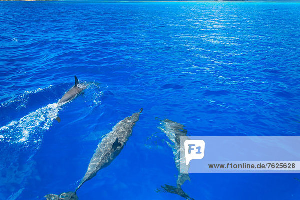 Delphine schwimmen im tropischen Wasser