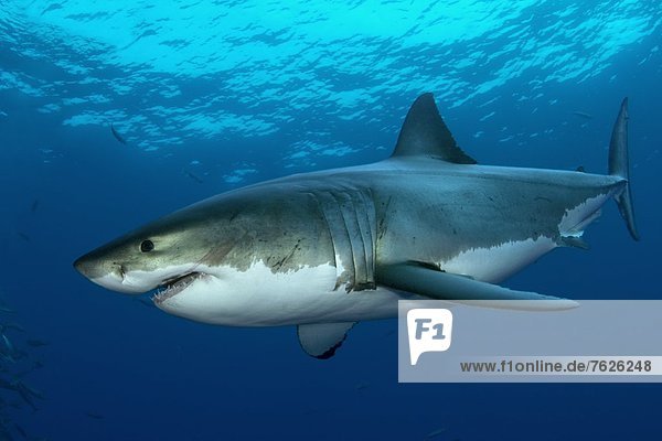 White Shark (Carcharodon carcharias)  Guadalupe  Mexico  underwater shot
