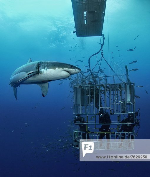 Two Great White Shark (Carcharodon carcharias) and divers in cage  Guadalupe Island  Mexico  underwater shot
