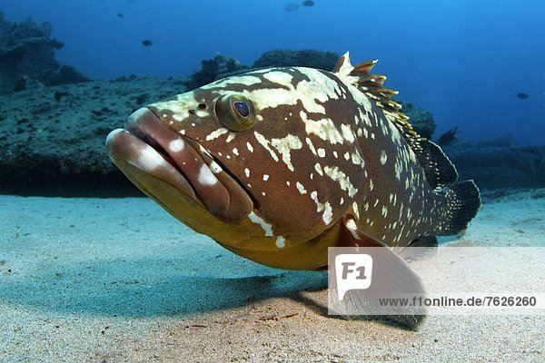 Brauner Zackenbarsch (Epinephelus marginatus)  Fuerteventura  Kanaren  Unterwasseraufnahme Unterwasseraufnahme