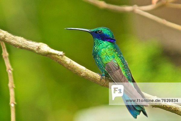 Wald  Regen  hocken - Tier  glitzern  Kolibri