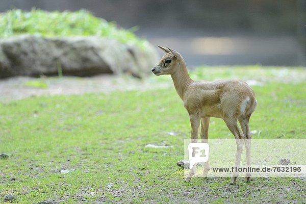 Junge Hirschziegenantilope (Antilope cervicapra)