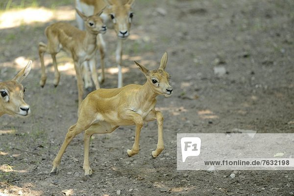 Junge Hirschziegenantilopen (Antilope cervicapra)