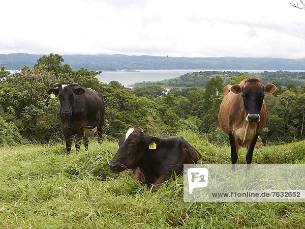 Rinder auf der Weide  nahe Arenal-See  Nuevo Arenal  Costa Rica  Provinz Guanacaste  Zentralamerika