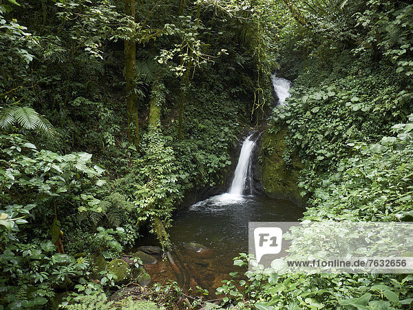 Wasserfall im Nebelwald Monteverde  Reserva Biologica Bosque Nubosa Monteverde  Monteverde  Provinz Guanacaste  Costa Rica  Zentralamerika