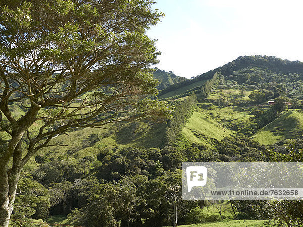 Grüner Hochgebirgswald Nationalpark RicÚn de la Viejo Provinz Guanacaste Costa Rica Zentralamerika