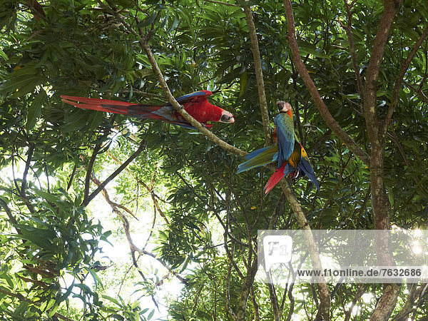 Hellrote Aras (Ara macao)  in einem Baum sitzend  Nationalpark Carara  Costa Rica  Zentralamerika