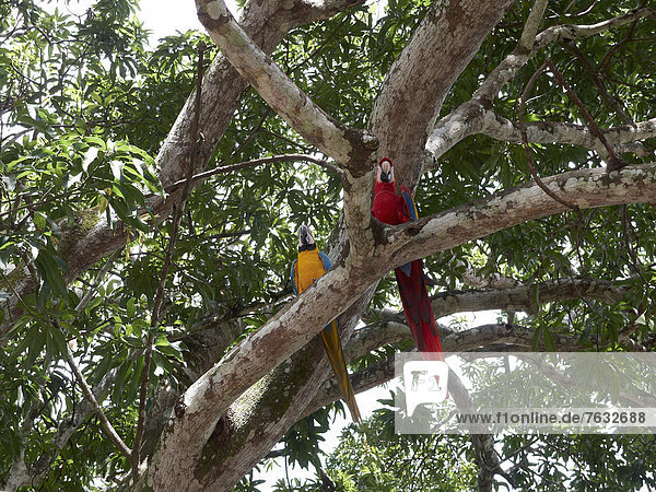 Hellroter Ara (Ara macao) und Gelbbrustara (Ara ararauna)  in einem Baum sitzend  Nationalpark Carara  Costa Rica  Zentralamerika