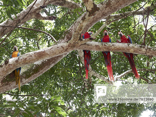 Hellrote Aras (Ara macao) und ein Gelbbrustara (Ara ararauna)  in einem Baum sitzend  Nationalpark Carara  Costa Rica  Zentralamerika