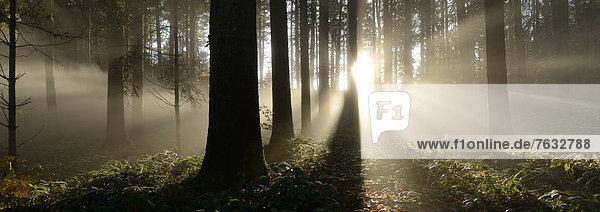 Herbstliche Nebelstimmung in Mischwald  Horben  Aargau  Schweiz  Europa