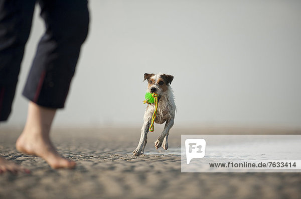 Parson Russell Terrier spielt mit Hundebesitzer am Strand