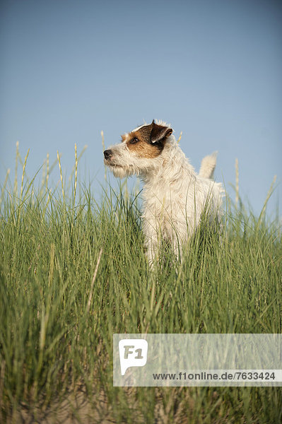 Parson Russell Terrier steht im Gras