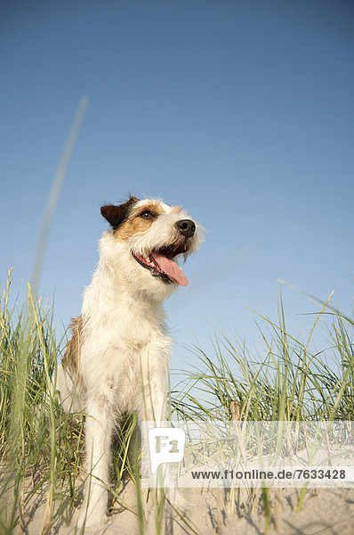 Parson Russell Terrier sitzt im Gras