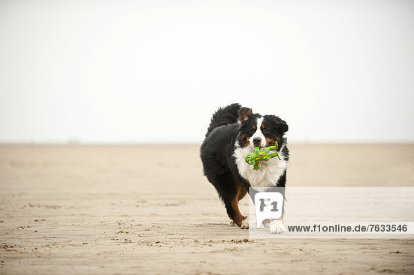 Berner Sennenhund apportiert Spielzeug am Strand
