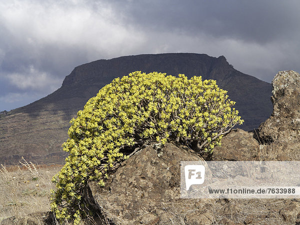 Blühende Berthelot-Wolfsmilch (Euphorbia berthelotii)  Tafelberg Fortaleza  La Gomera  Kanarische Inseln  Kanaren  Spanien  Europa