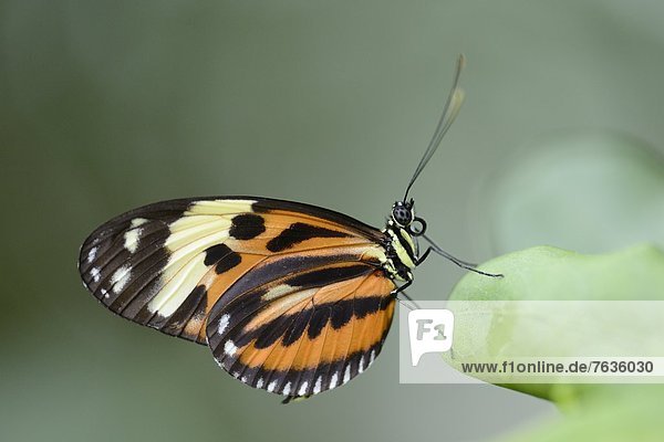 Schmetterling Heliconius ismenius auf einem Blatt