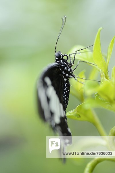 Schmetterling Parides iphidamas auf einem Blatt
