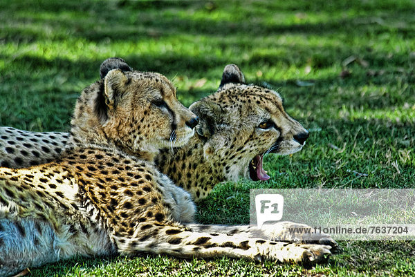 cheetah  acinonyx jubatus  hunting leopard  animal  USA  United States  America