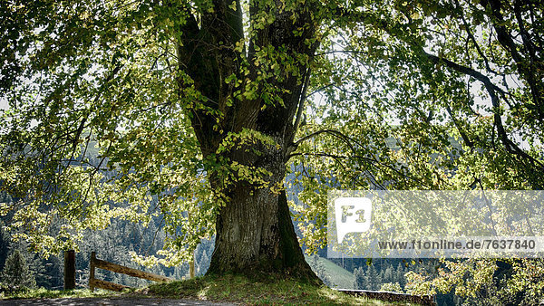 Tree  Emmental  canton Bern  Bern  Langnau  foliage  foliage tree  lime-tree  Lüderenalp  Switzerland  Europe  summer foliage  large leaved lime  limetree  trunk  Tilia platyphyllos